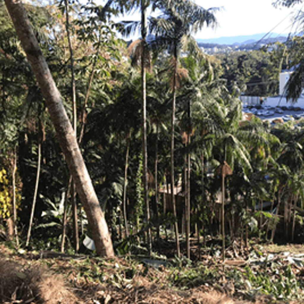 JARAGUA